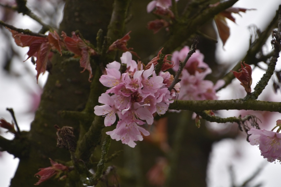 Japanse kers - Planten - 