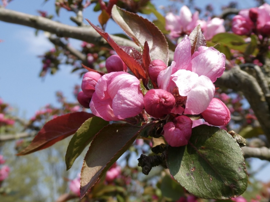Japanse kers - Planten - 