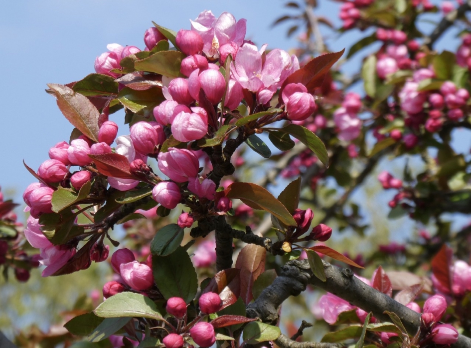 Japanse kers - Planten - 