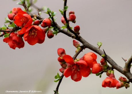 Japanse Sierkwee - Chaenomeles Japonica.