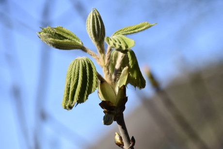 Jong kastanje blad