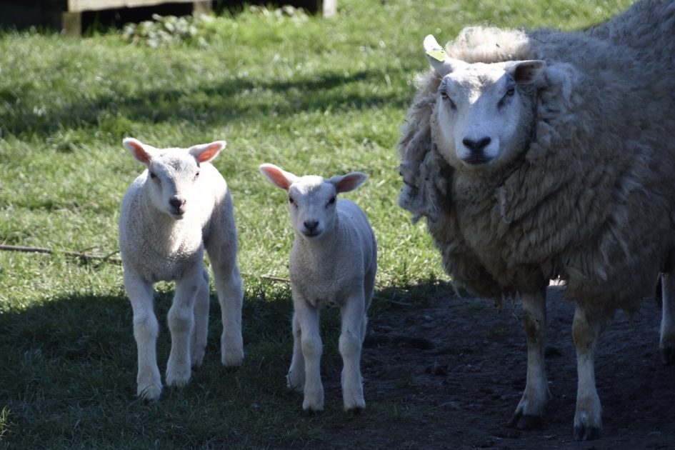 Jonge lammetjes - Zoogdieren - 