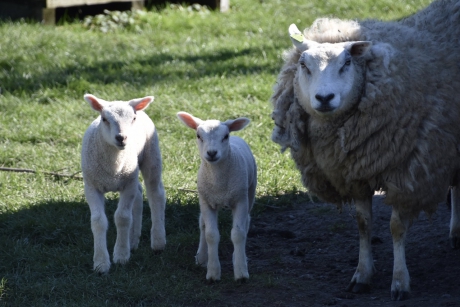 Jonge lammetjes