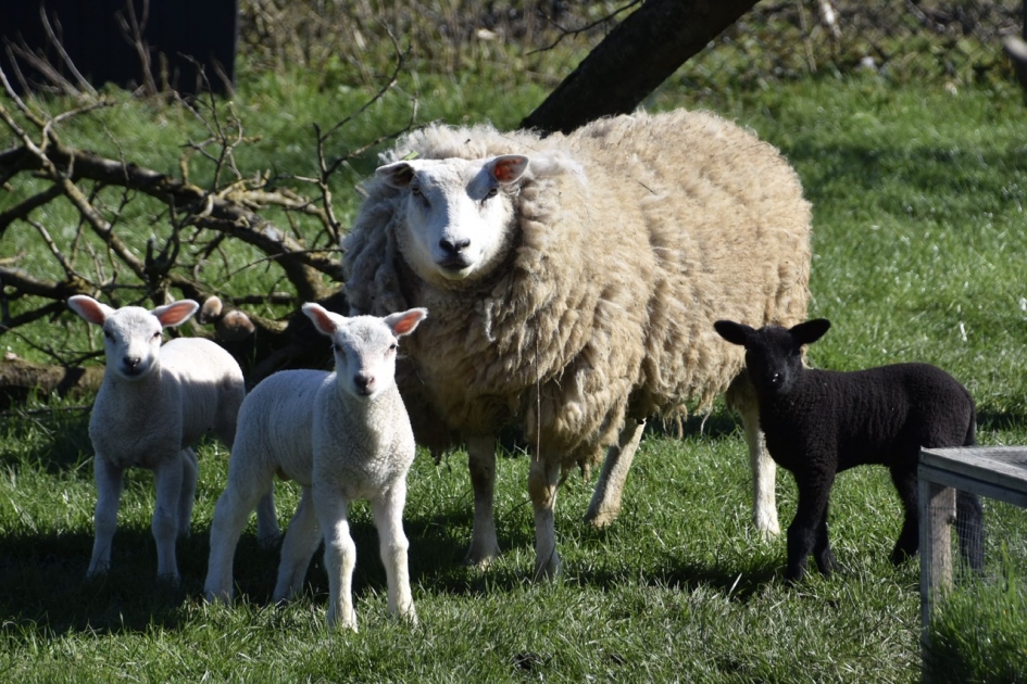 Jonge lammetjes - Zoogdieren - 