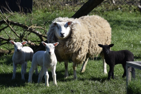Jonge lammetjes