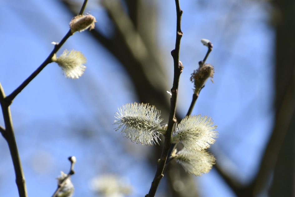 Katjes - Planten - 