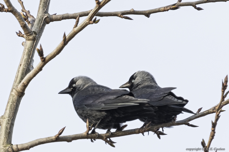 Kauw (Corvus monedula) - Vogels - Kauw