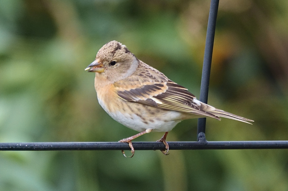 Keep op doortrek - Vogels - Keep