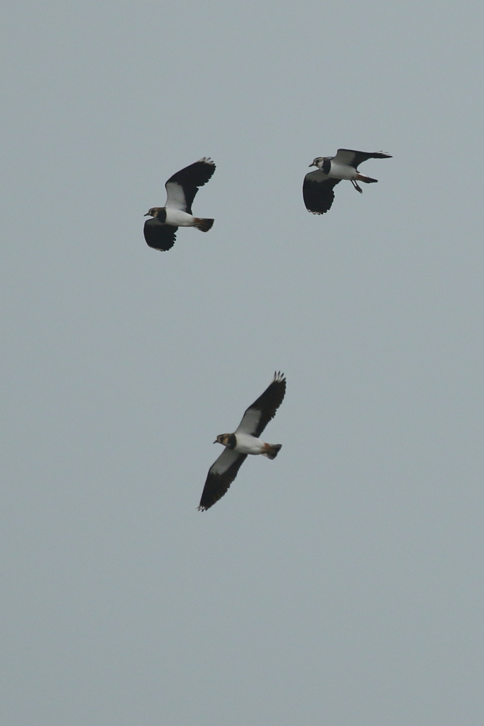 kieviet - Vogels - kieviet