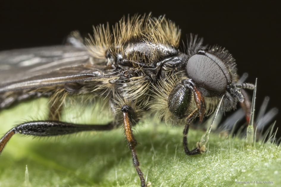 Kleine rouwvlieg (Bibio lanigerus) - Geleedpotigen - Kleine rouwvlieg