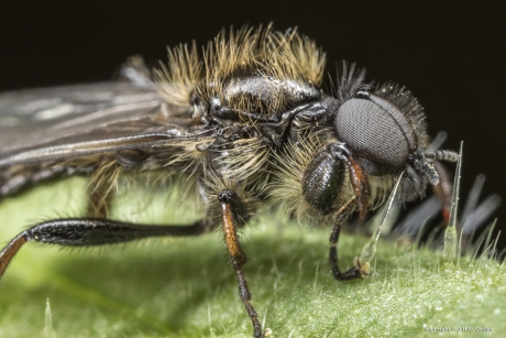 Kleine rouwvlieg (Bibio lanigerus)
