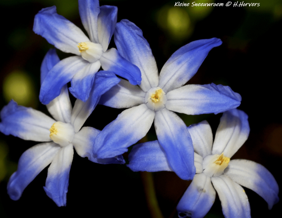 Kleine Sneeuwroem. - Planten - Kleine Sneeuwroem.