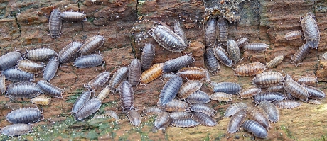 Kleurrijke Pissebedden