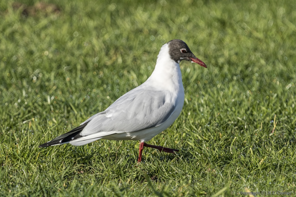 Kokmeeuw (Chroicocephalus ridibundus) - Vogels - Kokmeeuw