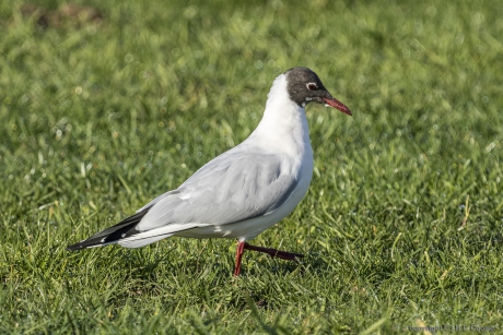 Kokmeeuw (Chroicocephalus ridibundus)