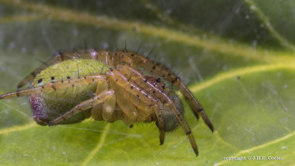 Komkommerspin (Araniella) - Geleedpotigen - Komkommerspin