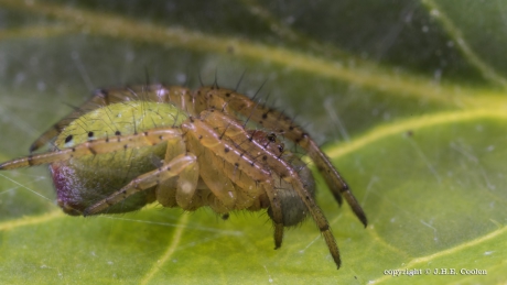 Komkommerspin (Araniella)