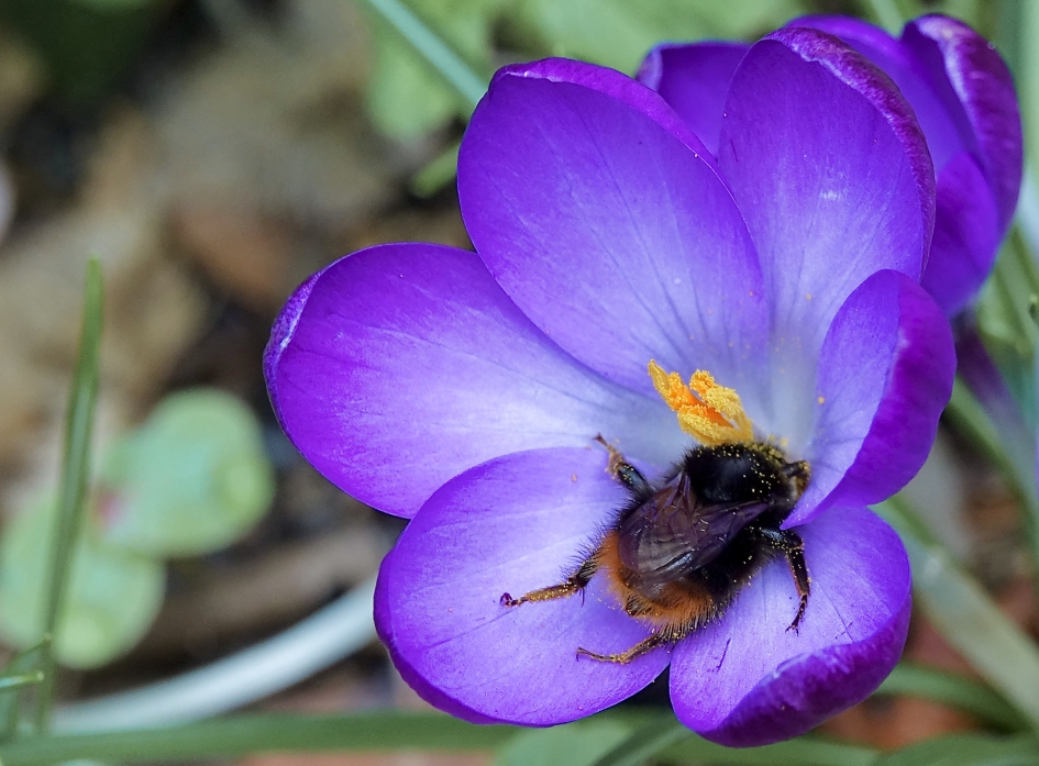 Koningin zwemt door de Krokussen - Geleedpotigen - Steenhommel