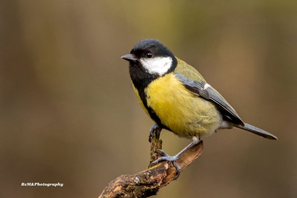 Koolmees. - Vogels - Koolmees.