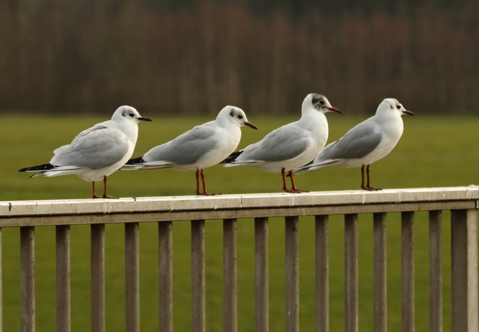 koptekening van de kokmeeuw - Vogels - kokmeeuw