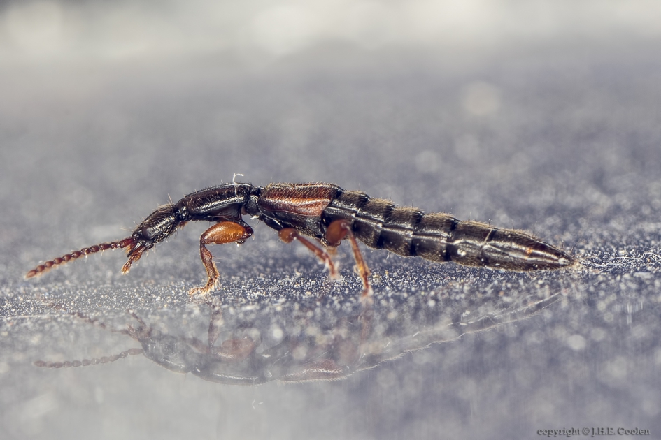 Kortschildkever (Lathrobium fulvipenne) - Geleedpotigen - Kortschildkever