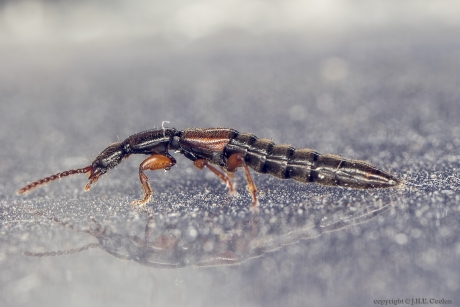 Kortschildkever (Lathrobium fulvipenne)