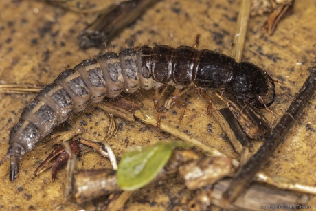 Kortschildkever spec. (Staphylinidae spec.)