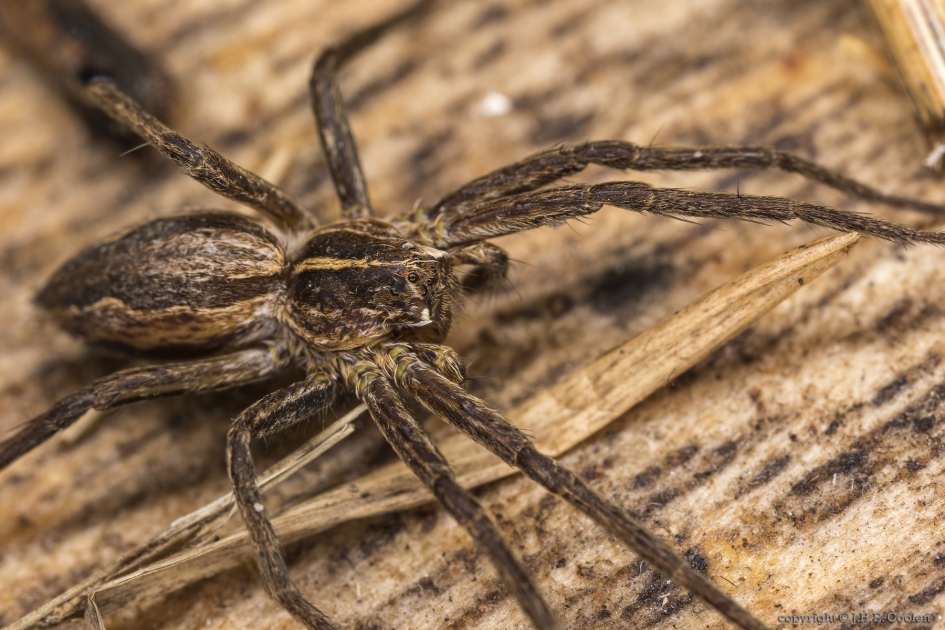 Kraamwebspin (Pisauridae) - Geleedpotigen - Kraamwebspin