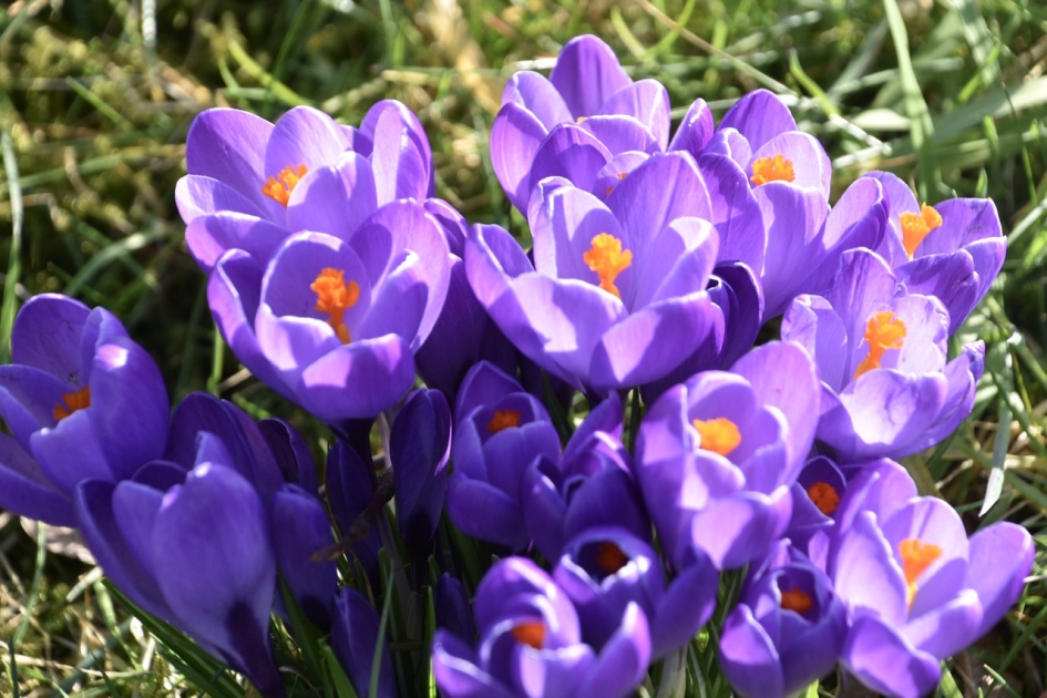 Krokussen - Planten - 