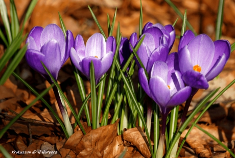Krokussen