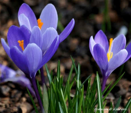 Krokussen