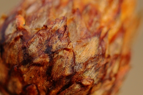 kunstwerkjes in de natuur