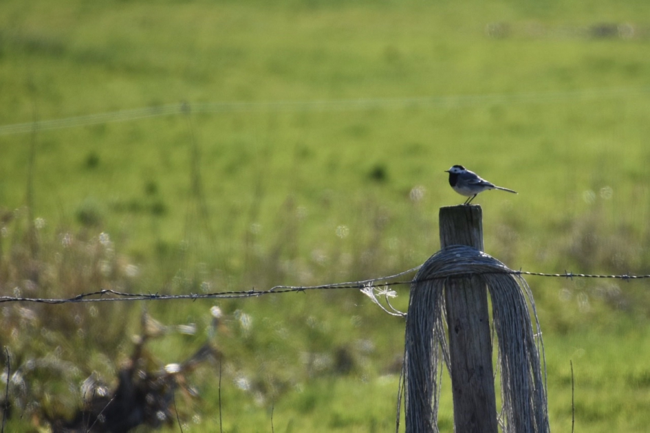 Kwikstaartje - Vogels - 