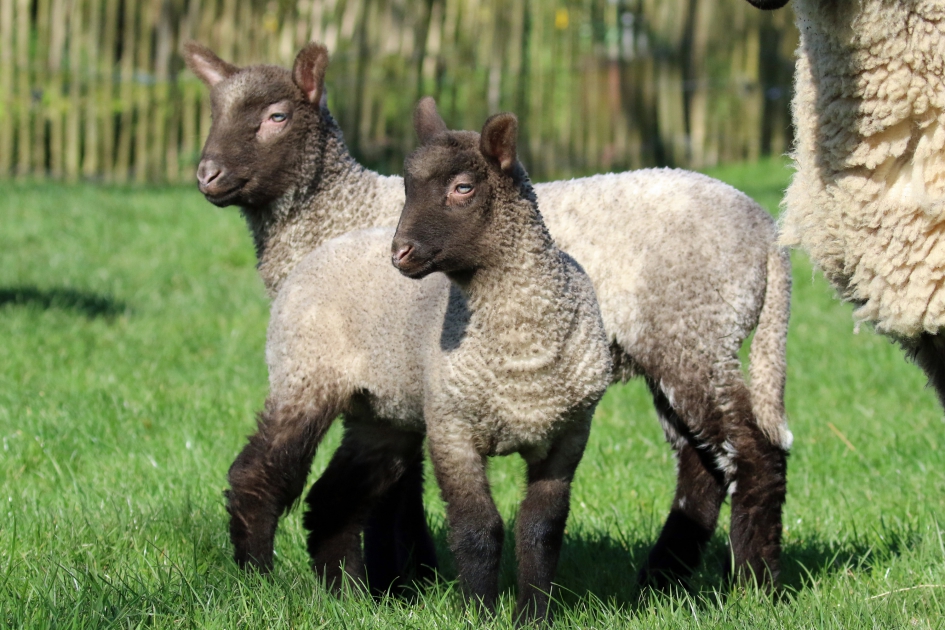 Lammetjes - Zoogdieren - Cambridge lammetjes