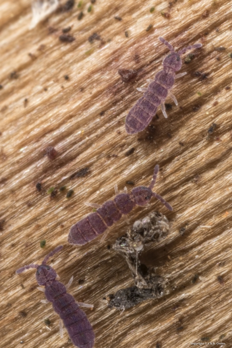 Langwerpig springstaartje (Vertagopus arboreus)