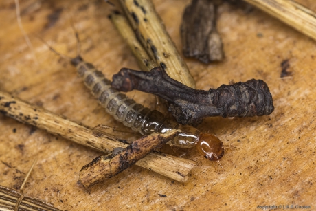 Larve Kortschildkever spec. (Staphylinidae spec.)