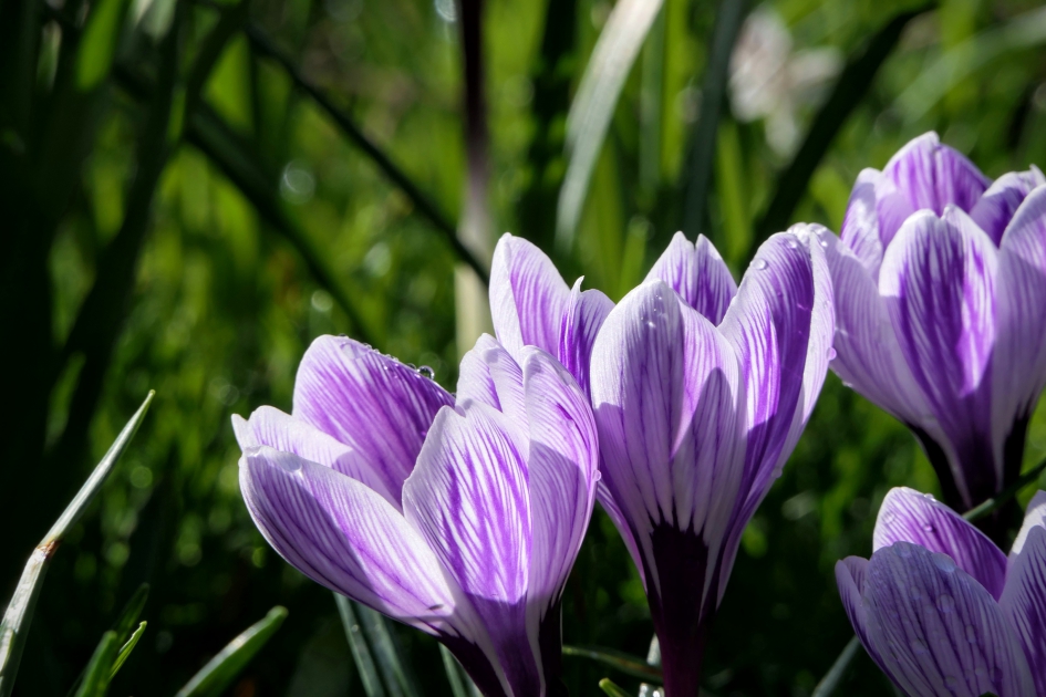 Lente vanuit een hoekje. - Planten - Krokus