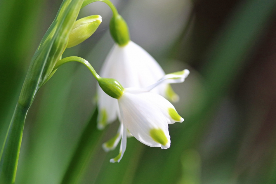Lenteklokje - Planten - 