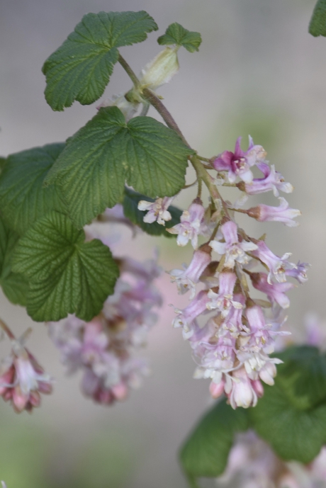 Licht roze ribes