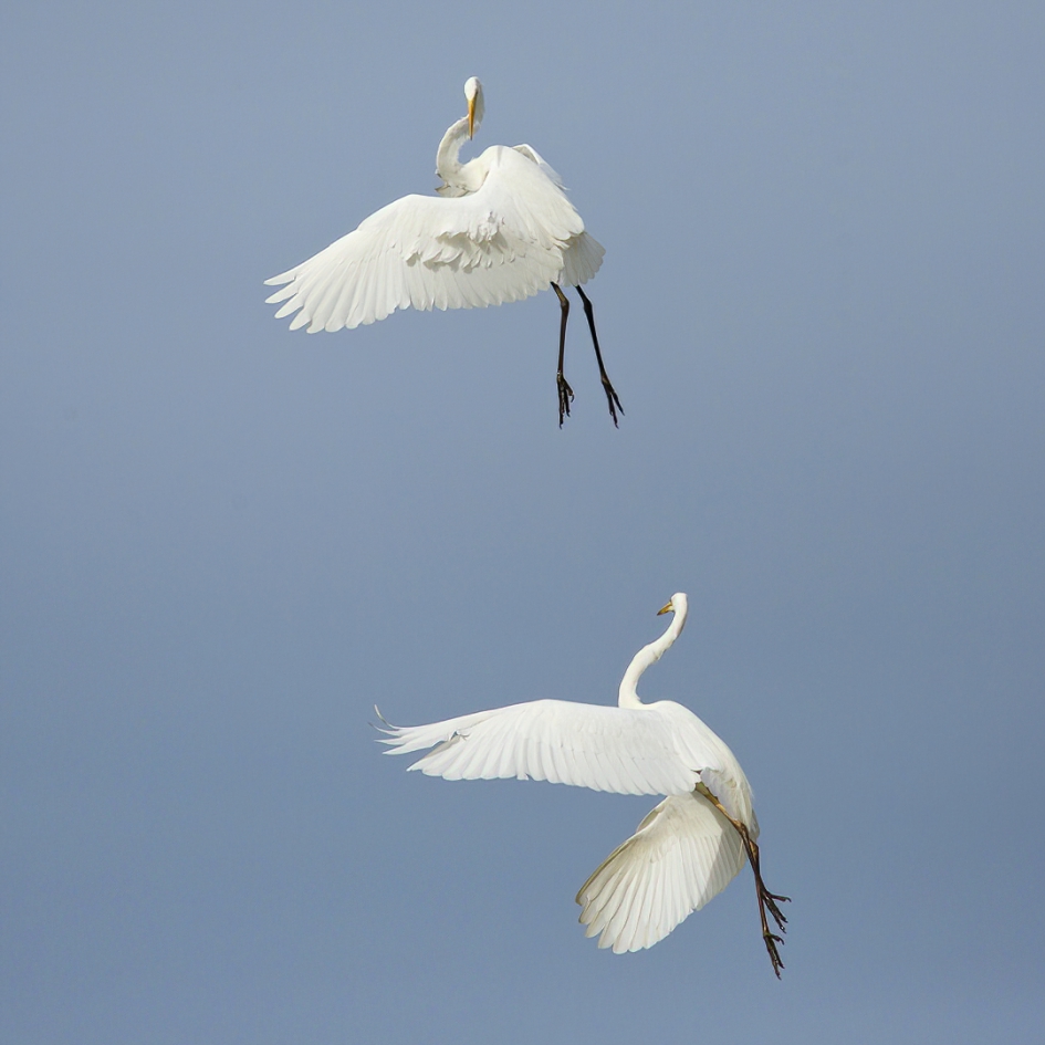 Luchtballet - Vogels - Grote Zilverreiger