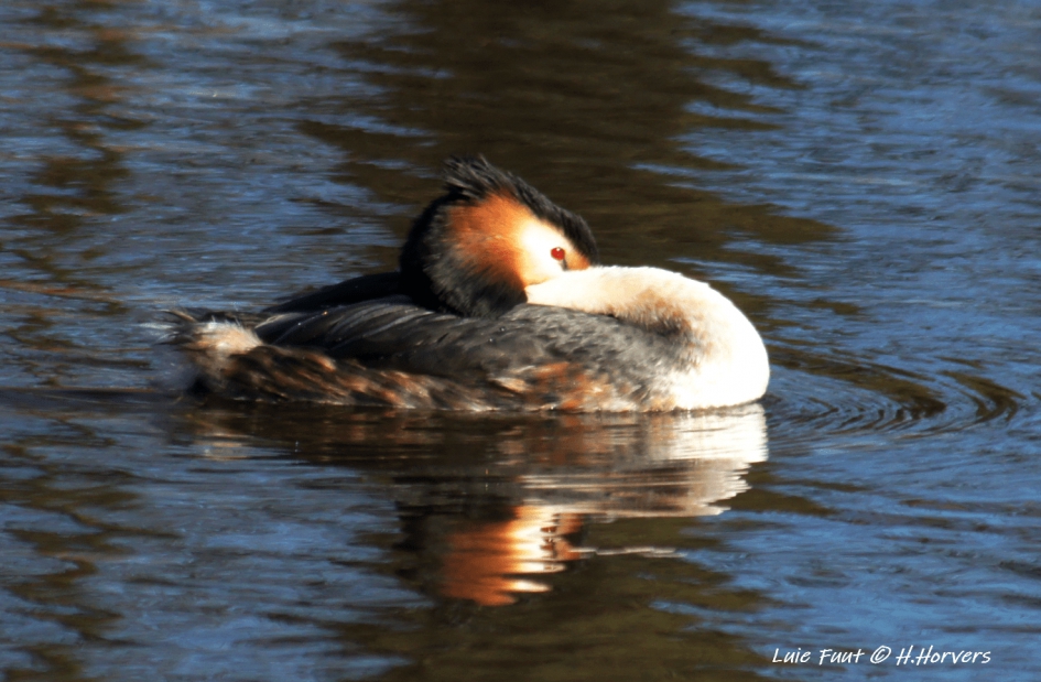 Luie Fuut. - Vogels - Luie Fuut.