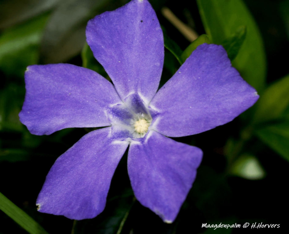 Maagdenpalm - Planten - Maagdenpalm