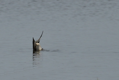MAART roert zijn staart