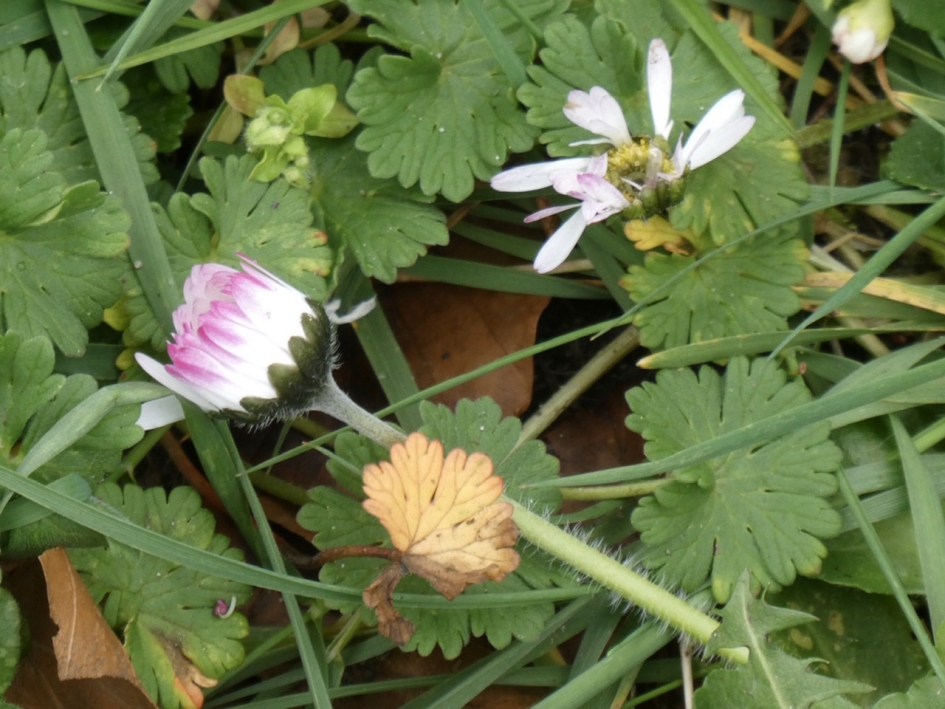 Madelieven - Planten - 