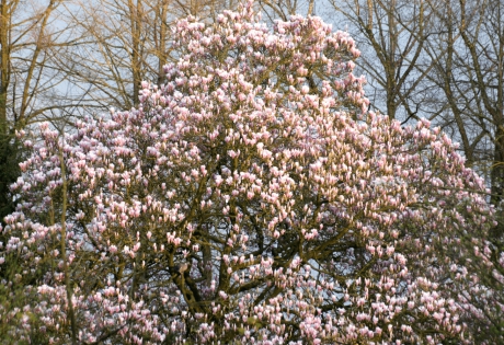 Magnolia.
