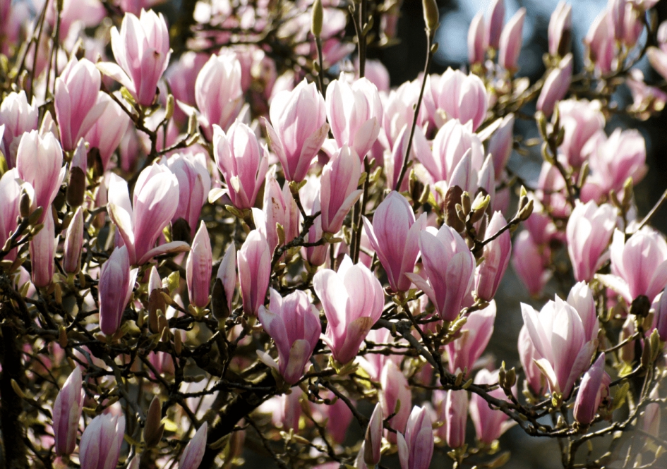 Magnolia - Planten - Magnolia