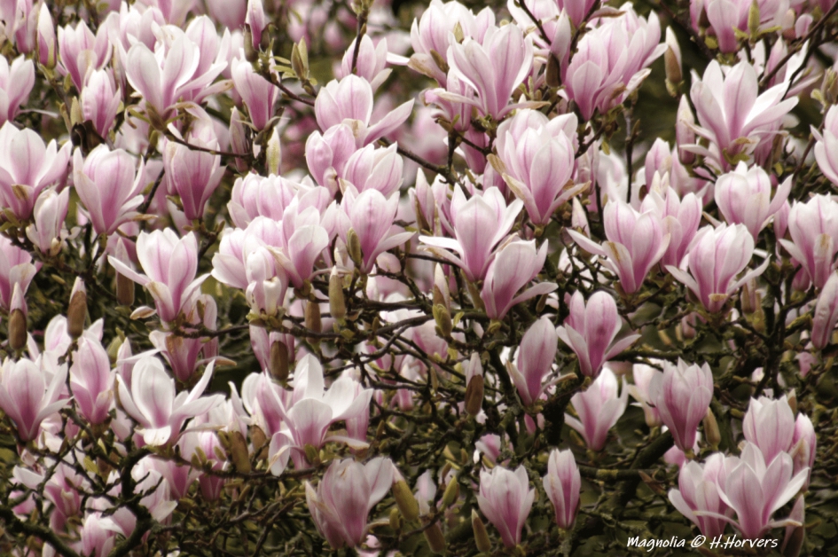 Magnolia - Planten - Magnolia