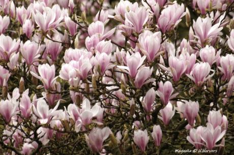 Magnolia