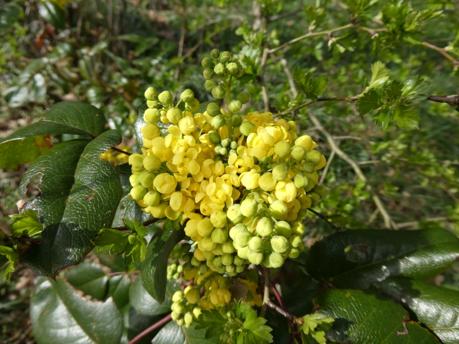 Mahonia - Planten - 