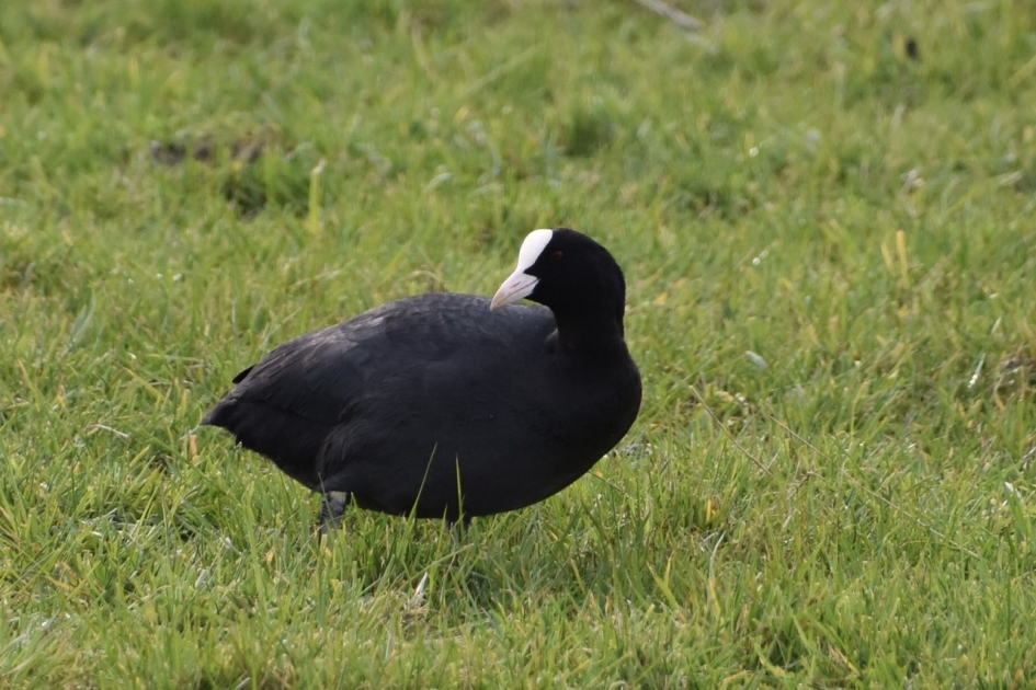 Meerkoet - Vogels - 